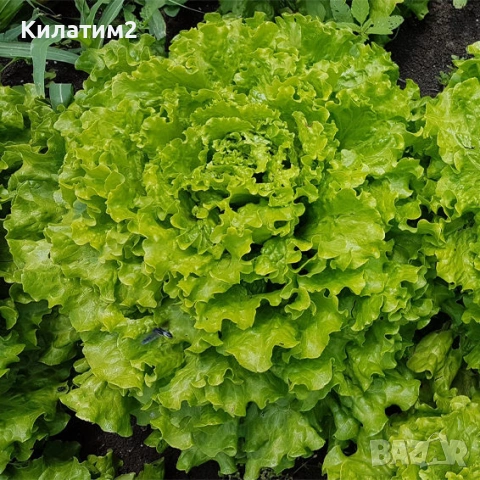 ПРЯСНА МАРУЛЯ ФЪНФИКС ДИРЕКТНО ОТ ГРАДИНАТА УНИКАЛЕН ВКУС