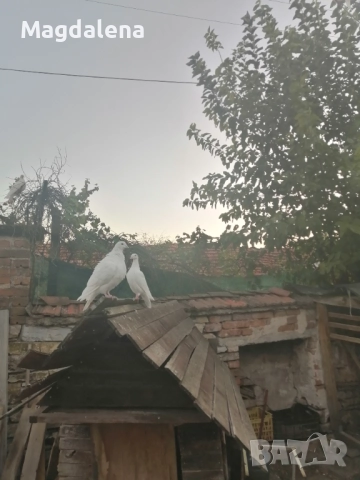 Продавам пощенски гълъби, снимка 6 - Гълъби - 51291844