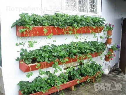 Продавам елитен разсад ягоди и малини , снимка 18 - Разсади - 39922116