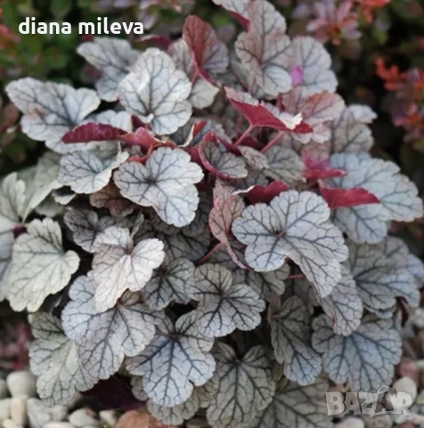 Хойхера „Сребърна боровинка“, Heuchera Silverberry, студоустойчива, за сянка, снимка 2 - Градински цветя и растения - 52516287
