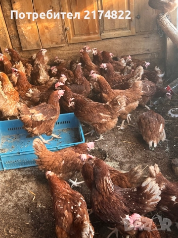 Кокошки носачки ломан браун