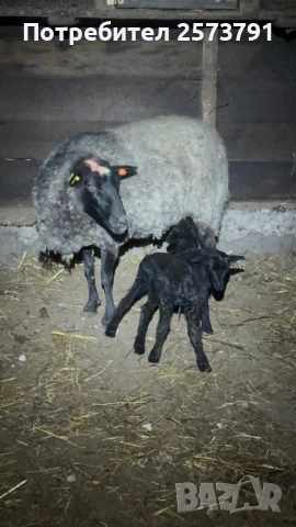Романовски овце, снимка 7 - Овце - 53520025