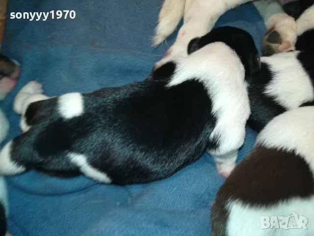 ДЖАК РЪСЕЛ 1607251626, снимка 15 - Джак ръсел териер - 51385539