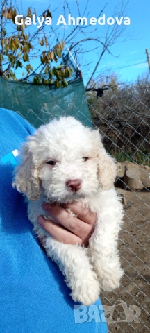 Лагото романьоло , снимка 2 - Други - 52537917