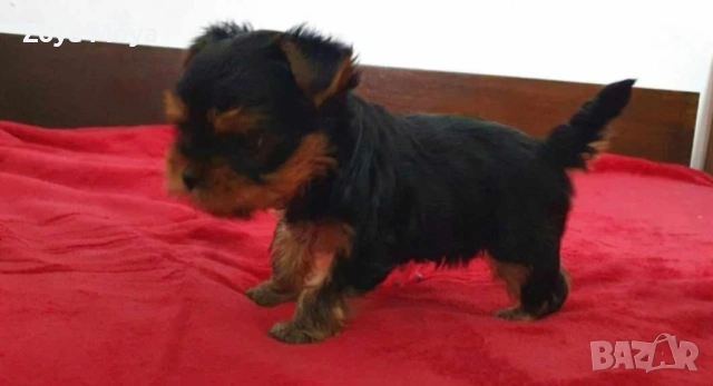 мини йоркширски териер, снимка 5 - Йоркширски териер - 53004838