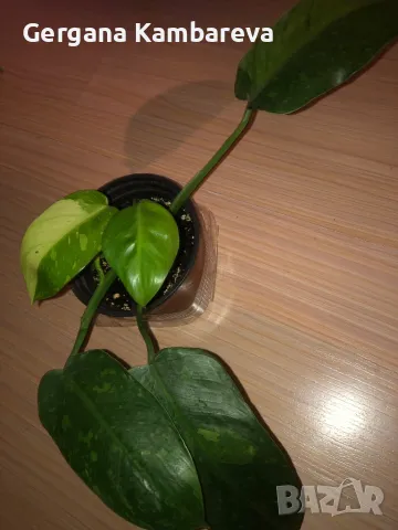 Philodendron Jose Buono , снимка 2 - Стайни растения - 49238495