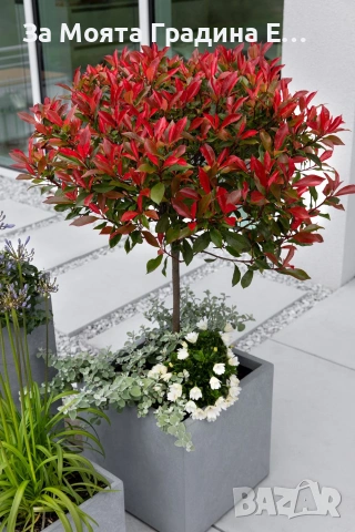 Фотиния - Щамба, снимка 2 - Градински цветя и растения - 54020499