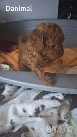 мини пуделчета / момчета и момичета, снимка 13 - Пудели - 53581267