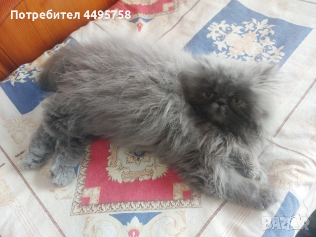 Персийски котенца, снимка 11 - Персийска - 51754390