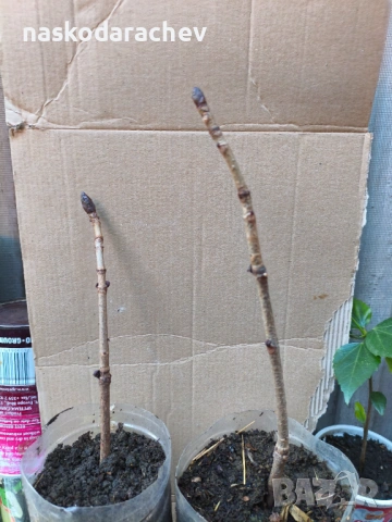 Кестен конски фиданки разсад, снимка 9 - Градински цветя и растения - 44387533