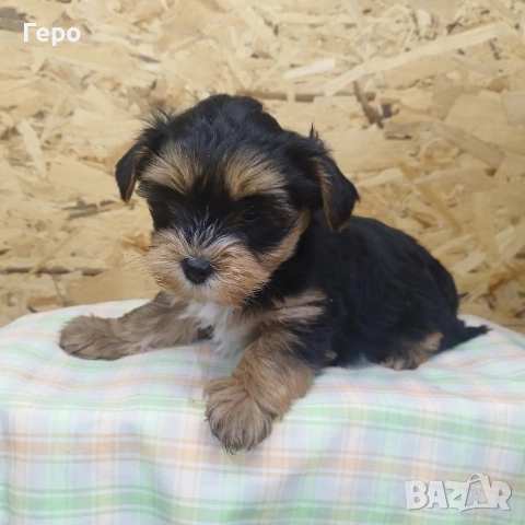 йоркширски териер , снимка 7 - Йоркширски териер - 53504599