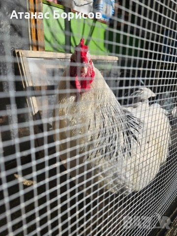 Петли колумбийска брама, снимка 5 - Кокошки и пуйки - 53666120