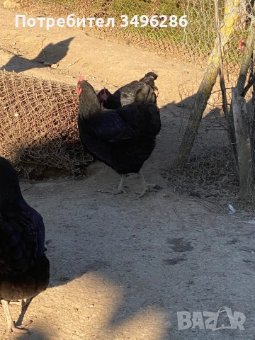 Продавам яйца от Джърси гигант, снимка 5 - Кокошки и пуйки - 53771622