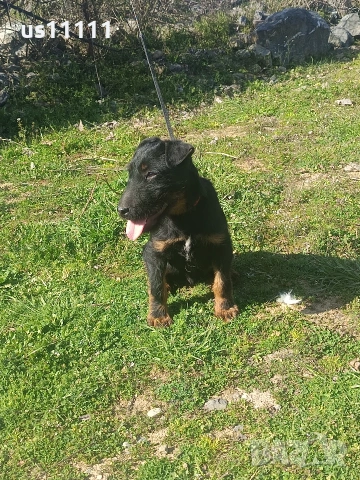 елитен ягдтериер с родословие 4 месеца , снимка 3 - Ягдтериер - 53757461