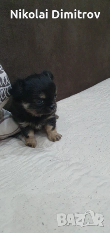 Момиче чихуа дългокосместо, снимка 5 - Чихуахуа - 53539843