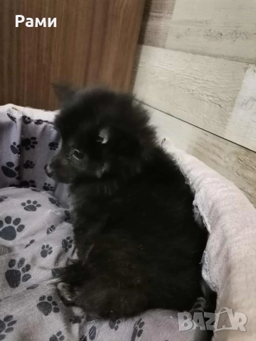 Помераан шпиц момче момиче, снимка 3 - Шпиц - 52397633