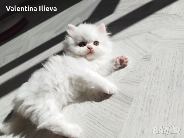 Персийски котета , снимка 10 - Персийска - 46124850