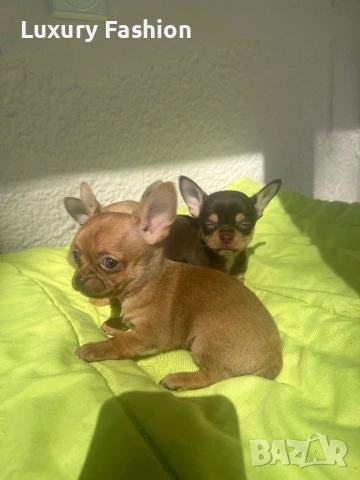 Чихуахуа кученца 