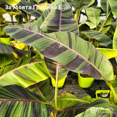 Червен Банан , снимка 3 - Градински цветя и растения - 53634457