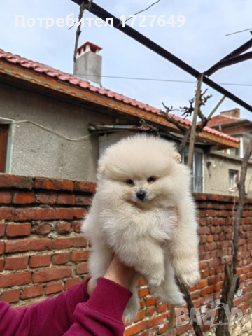 Померан-момче, снимка 2 - Померан - 53947421