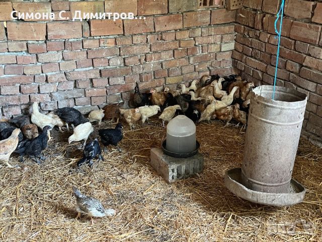 Едномесечни пилета , снимка 1 - Патици и гъски - 46125486