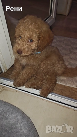 Мини той пуделче момче 