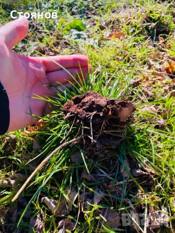 Прахан от бял бор за разпалване на огън и оцеляване, снимка 4 - Палатки - 52933722