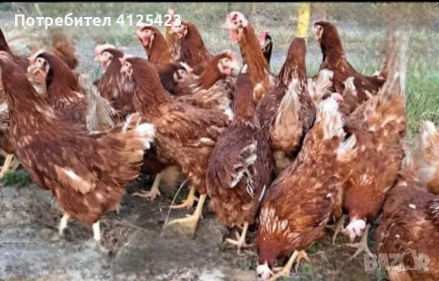 ‼️РАЗПРОДАВАМЕ‼️ 🐔 Имаме 1000бр  Кокошки Носачки за Яйца Ломан Браун на 1г  С Висока Носливост , снимка 1 - Кокошки и пуйки - 49516922