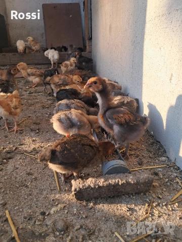 Дворни пилета за яйца и месо