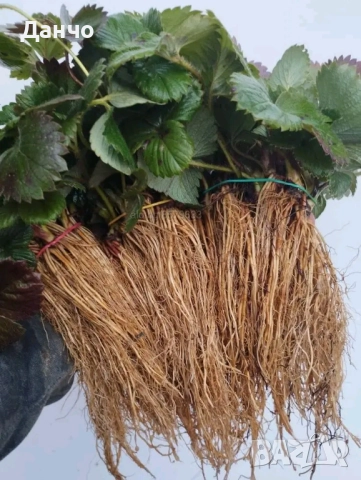 Продавам разсад-ягоди малини лозе алое Вера маруля стари сортовете семена картофи и де, снимка 9 - Разсади - 52309815