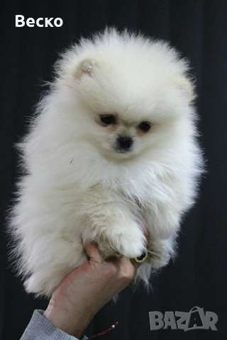 Померан мини мъжки 