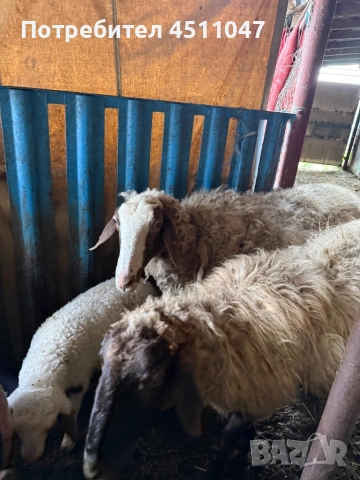 Продавам млади овце , снимка 3 - Овце - 54182180