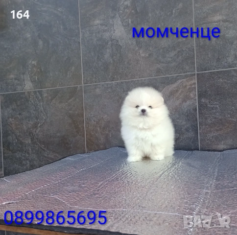 Мъжки мини Померан. Реални снимки от 19.01.26 г. , снимка 6 - Померан - 53125648