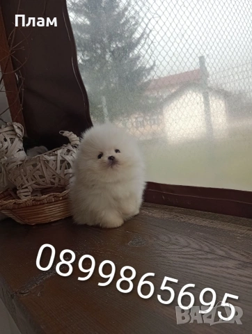 Чисто бели мини момче и момиче,Померани. , снимка 3 - Померан - 54058437