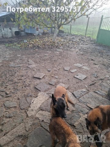 Белгийска овчарка Малиноа, снимка 11 - Белгийска овчарка - 52827626