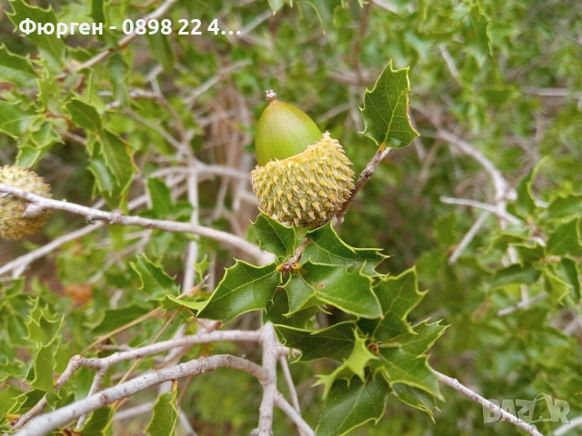 Дъб Пърнар – Вечнозелен СЕМЕНА (жълъди) Цена за 1 семе 40ст (0.20 €)