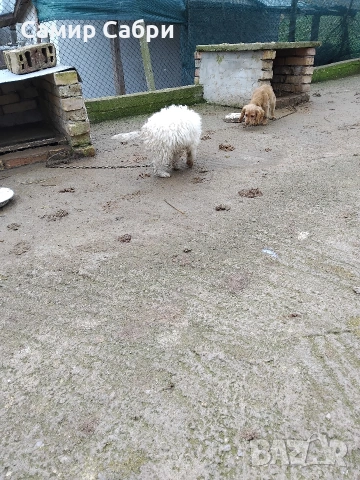 Продавам Лагото