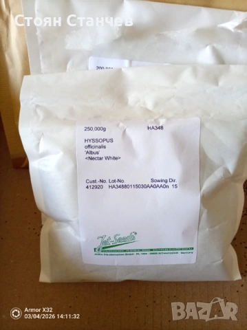 Продавам семена на бял хизоп, бял равнец и мащерка , снимка 2 - Разсади - 53766726
