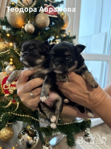 Дългокосмести момичета чихуахуа, снимка 9 - Чихуахуа - 52820965