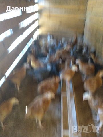 Дворни пилета, снимка 2 - Кокошки и пуйки - 46413655