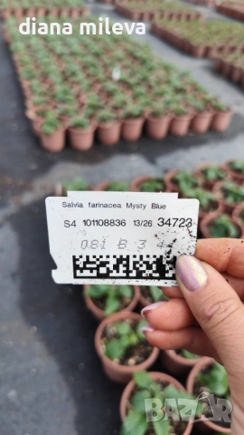 Салвия Мистично Синьо, Salvia 'Misty' blue или по-известна като Градински чай!!, снимка 6 - Градински цветя и растения - 54161538
