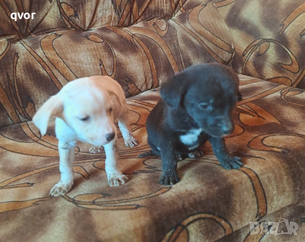 Продавам лабрадори, снимка 3 - Лабрадор ретривър - 53494683