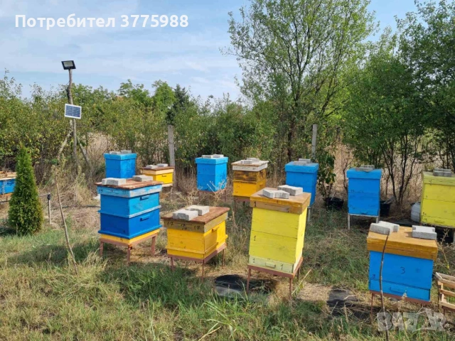 Продавам нови многокорпусни кошери със семейства, снимка 4 - За пчели - 53899610