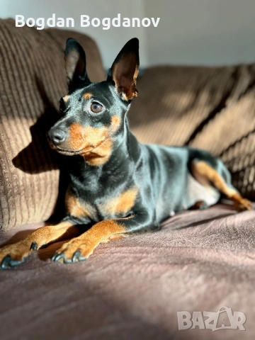 Търсим мъжки партньор,кучето е оригинален Цвергпинчер