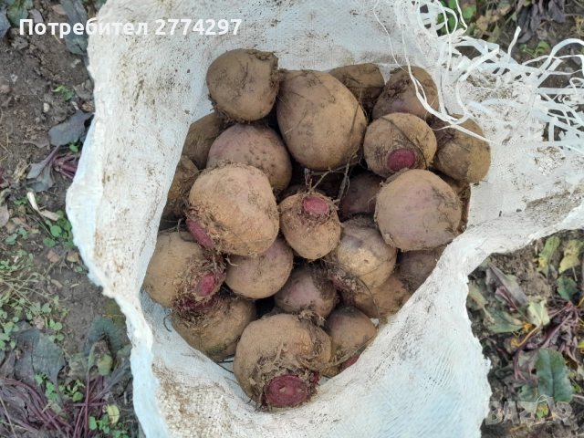 Червено цвекло, снимка 2 - Хранителни добавки - 52675880