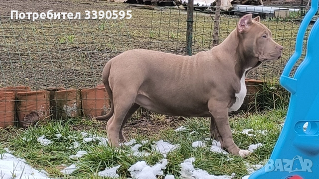 Американско були Хл , снимка 5 - Други - 53777825