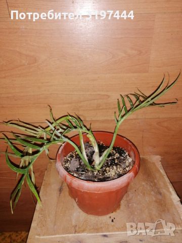 Филодендрон Tortum, снимка 2 - Стайни растения - 45261435