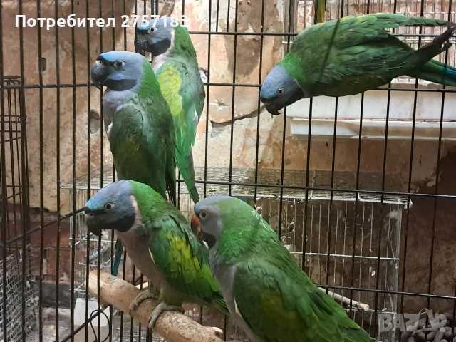 продавам папагали китаиски александар 3 женски 2023 г, снимка 2 - Папагали - 53053887