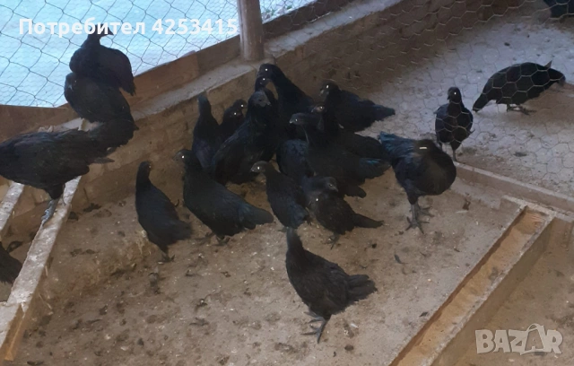 Аям Кемани на 2 и на 3 месеца 