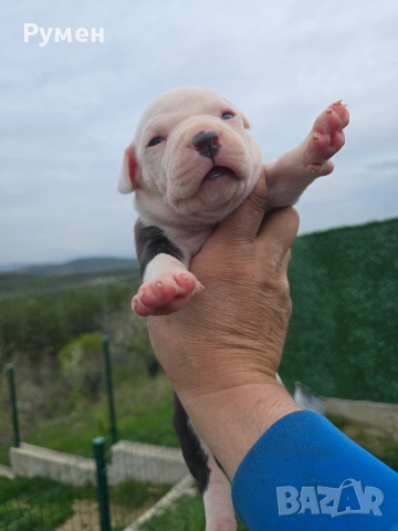 Американски стафордшир териер , снимка 8 - Американски стафордширски териер - 54059702